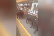 Bovine Blockade: Train Chaos as Cows Occupy Neath Station Platform