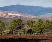 BrewDog Sells Scottish Rewilding Estate After Just Five Years in Surprise U-Turn