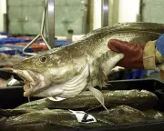 Brexit Fishing Failure: UK Waters See No Recovery Despite Promised Revolution