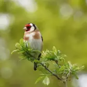 Bring Goldfinches to Your Garden: 7 Expert Tips for a Flutter of Colour