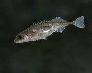Britain's Mighty Minnow: How the Nine-Spined Stickleback Defies Extinction