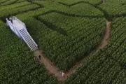 California's Corn Maze Crisis: How Extreme Weather Threatens Autumn Tradition