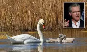 California's Mute Swan Slaughter: Fury as Governor Newsom Signs Controversial Bill Removing Protections