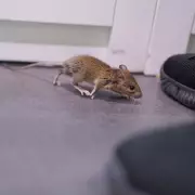 Care Home Crisis: Elderly Residents Sleeping on Mouse-Infested Mattresses in Shocking UK Care Scandal