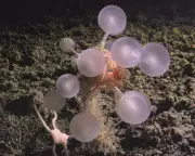 Carnivorous 'Death Ball' Sponge Discovered in Southern Ocean's Mysterious Depths