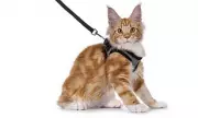 Cat Owners Beware: Why Trendy Harnesses Could Be Putting Your Feline's Health at Risk