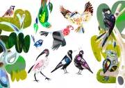 Celebrate Australia's Feathered Wonders: Download Your Free 2025 Bird Poster