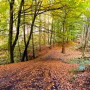 Couple's Romantic Hike Takes Bizarre Turn After Grisly Forest Discovery
