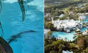 Crocodile Chaos: Queensland Resort's Pool Turns Into Predator Pit