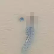 Crocodile Horror: Woman Dragged Underwater in Terrifying River Attack