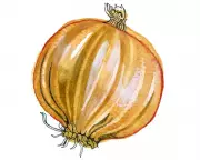 Curious Kids Quiz: Unpeeling Nature's Mysteries From Onion Layers to Shark Schools