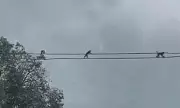 Daredevil Monkeys Perform High-Wire Act on Live Electricity Cables in Chinese City