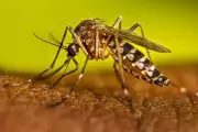 Deadly Mosquito Invasion Hits California: Health Officials Issue Urgent Warning