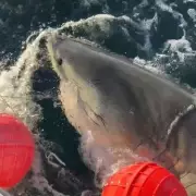 Deep Blue's Return: World's Largest Great White Shark Spotted in Surprising New Location