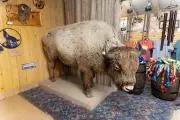 Denver's Missing Bison Found in Museum: The Unlikely Discovery That Solved a Wildlife Mystery