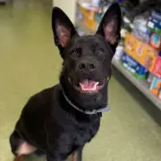 Desperate Search for Forever Homes: 11 Adorable Rescue Pets Waiting for Your Love