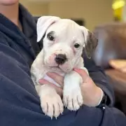 Desperate Search for Forever Homes: Heartbreaking Plea for UK's Most Vulnerable Pets