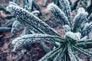 Early Frost Warning: Your Essential Guide to Protecting Plants This Autumn