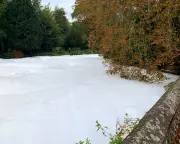 Ecological Crisis in Norfolk: Dead Fish and Toxic Foam Plague River Thet