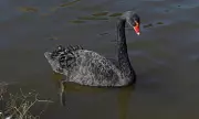 Exiled Black Swan Returns to Stratford-upon-Avon After Mysterious Disappearance