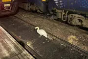 Feathered Fugitive Halts Glasgow Trains: Network Rail's Swan Standoff