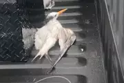 Florida Bird Slaughter: Shocking Video Reveals Deliberate Mass Killing of Protected Species
