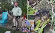 Florida Tiki Bar's Uninvited Guest: Customers Stunned as Alligator Joins Happy Hour