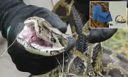 Florida's Python Plague Transformed: Invasive Snakes Become Luxury Handbags in Eco-Initiative