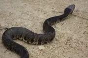 Florida's Snake Invasion: Venomous Cottonmouths Overrun Panhandle Park
