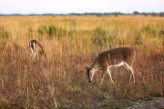 Florida's 'Zombie Deer' Crisis: Chronic Wasting Disease Detected as Officials Scramble to Contain Outbreak
