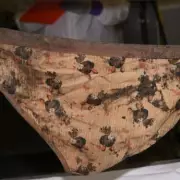 Fresh Clues Emerge in 1996 Cold Case Murder: Police Release Urgent Appeal