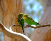 From Pakistan's Skies to Australian Homes: The Remarkable Journey of Budgerigars
