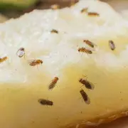 Fruit Fly Frenzy: Britain's Kitchen Nightmare as Pests Invade Homes