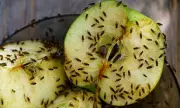Fruit Fly Invasion: UK Homes Face Unprecedented Swarm of Pests