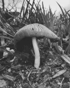 Fungal Fantasia: Ying Ang's Mesmerising Mushroom Photography Reveals Nature's Hidden Networks