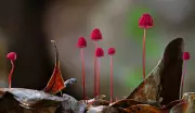 Fungi's Hidden Kingdom Revealed: Stunning Photos Capture Nature's Secret Network