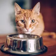 Fussy Feline Fury: My Cats Are On Hunger Strike Against New Food, Says Desperate Owner