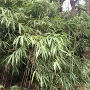 Garden Danger: 4 Common UK Plants That Could Harm Your Pets