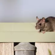 Garden Invasion: 7 Expert Tips to Stop Rats From Ruining Your Outdoor Paradise