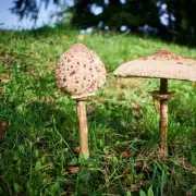 Garden Mushroom Warning: The Hidden Danger in Your Lawn This Autumn