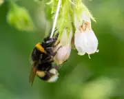 Garden Pirates Strike Gold: The Hidden Treasure in Your Backyard Revealed