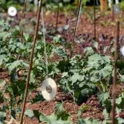 Gardeners' Ingenious CD Hack Deters Pesky Birds From Ruining Plants