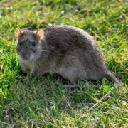 Gardeners' Nightmare: 7 Foolproof Ways to Keep Rats Out of Your Garden for Good