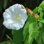 Gardeners' Nightmare: Why You Should Never Compost Bindweed and What to Do Instead
