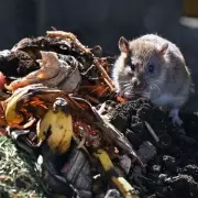 Gardeners' Secret Weapon: 3 Common Household Items That Send Rats Running