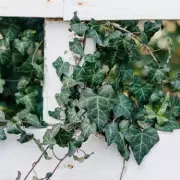 Gardeners' Secret Weapon: How Ivy Can Actually PROTECT Your Home When Managed Properly