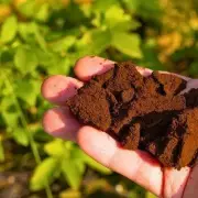 Gardeners' Secret Weapon: How to Protect Your Prized Roses from Slugs Naturally