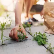 Gardeners' Secret Weapon: The 24-Hour Weed Killer That Actually Works