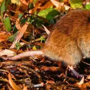 Gardeners' Secret Weapon: The Natural Hack That Sends Mice and Rats Fleeing From Your Property