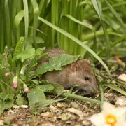Gardeners' Secret Weapon: The Simple Plants That Naturally Repel Rats From Your Property